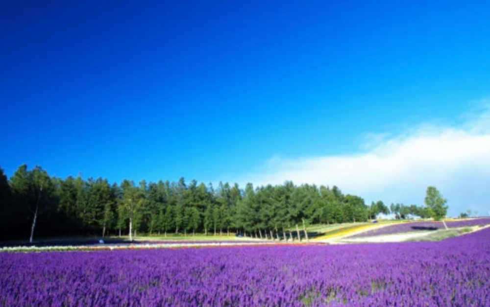 Discover Japan's Top 3 Lavender Fields
