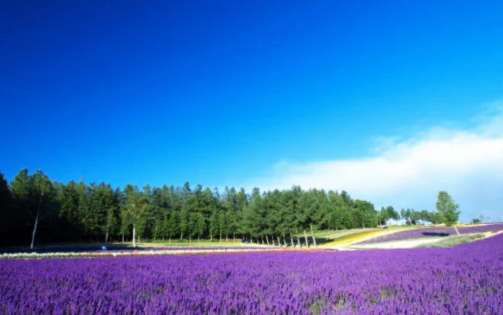 Discover Japan's Top 3 Lavender Fields