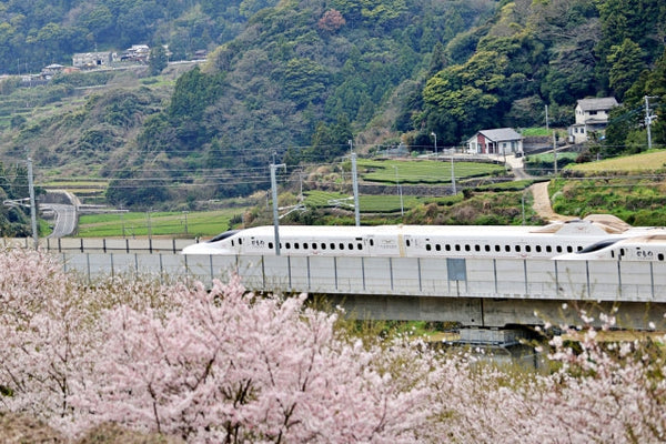 Shinkansen Crowds in Cherry Blossom Season – Book Early!