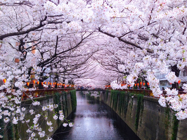 Corona Virus and Cherry Blossom Season in Japan