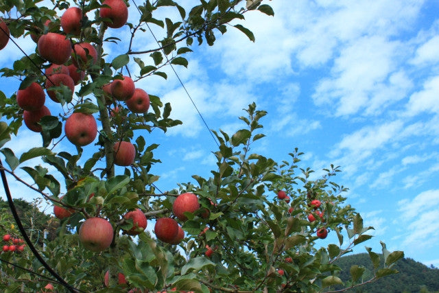 From Aomori (Shin-Aomori)