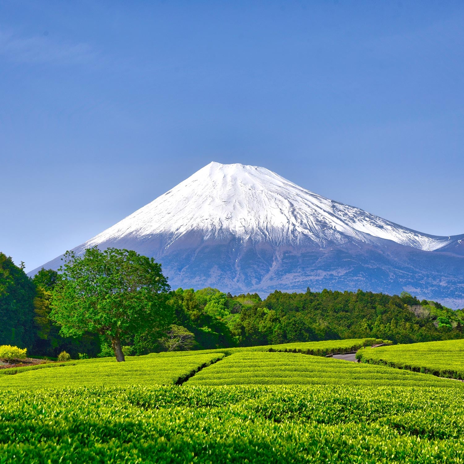 Pemesanan Tiket Shinkansen Online: Odawara ke Shizuoka