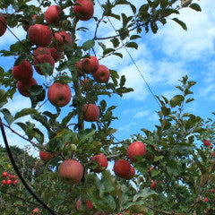 Shinkansen Ticket Online Booking: From Ueno to Shin-Aomori