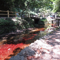 Shinkansen Ticket Online Booking: From Tokyo to Shin-Yamaguchi